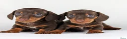 Miniature Dachshund dogs for sale: Quality Miniatures Dachshunds  in Liverpool - Advert 11