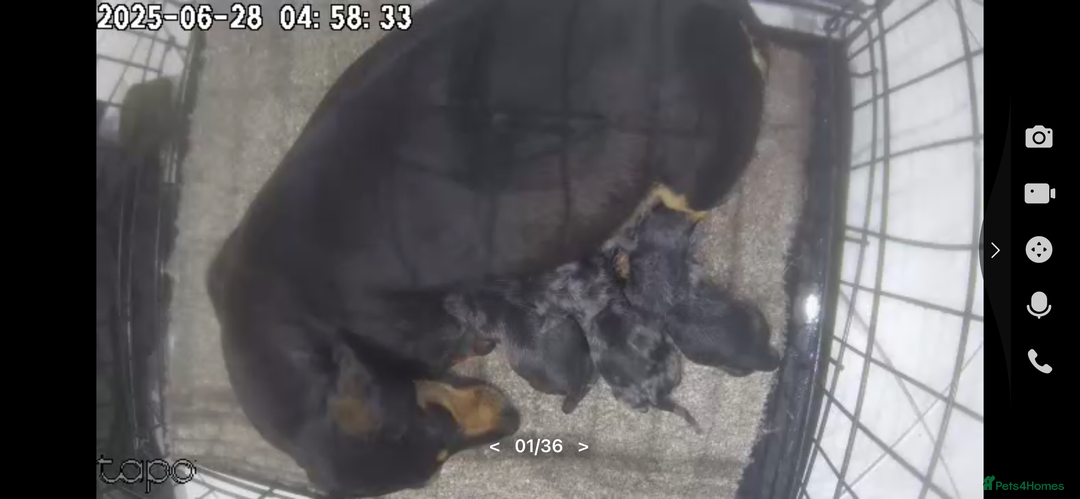 Dachshund dogs for sale: Datchund pups   - Image 11