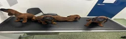 Bavarian Mountain Hound dogs for sale: Bavarian mountain hound pups in Londonderry - Advert 5