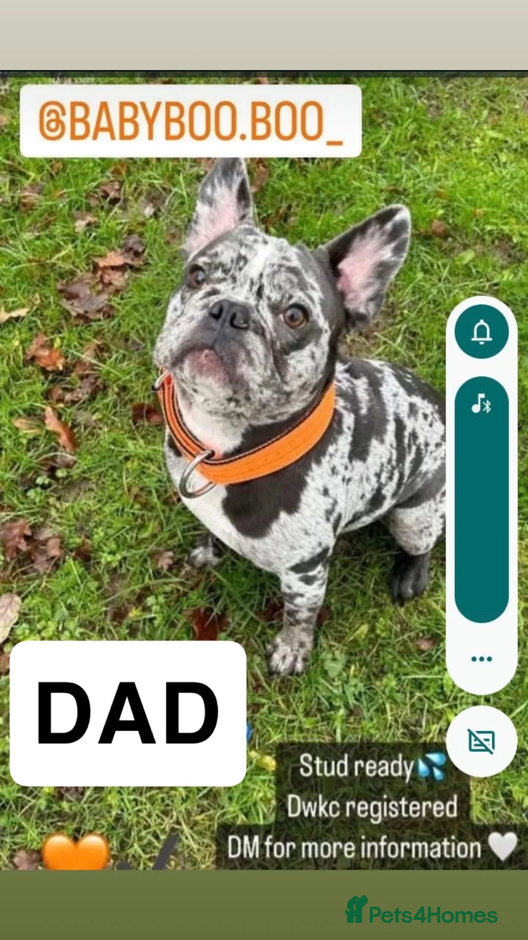 French Bulldog dogs for sale: SOLD. - Advert 8