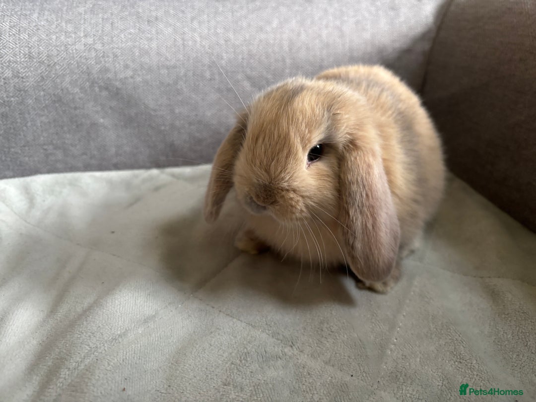 Mini Lop rabbits for sale: Mini Lops - Image 12