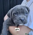 Cane Corso Puppy 8