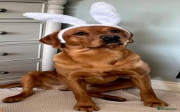 Labrador Retriever dogs for sale: Sykehead are expecting Fox Red lab pups  - Image 7
