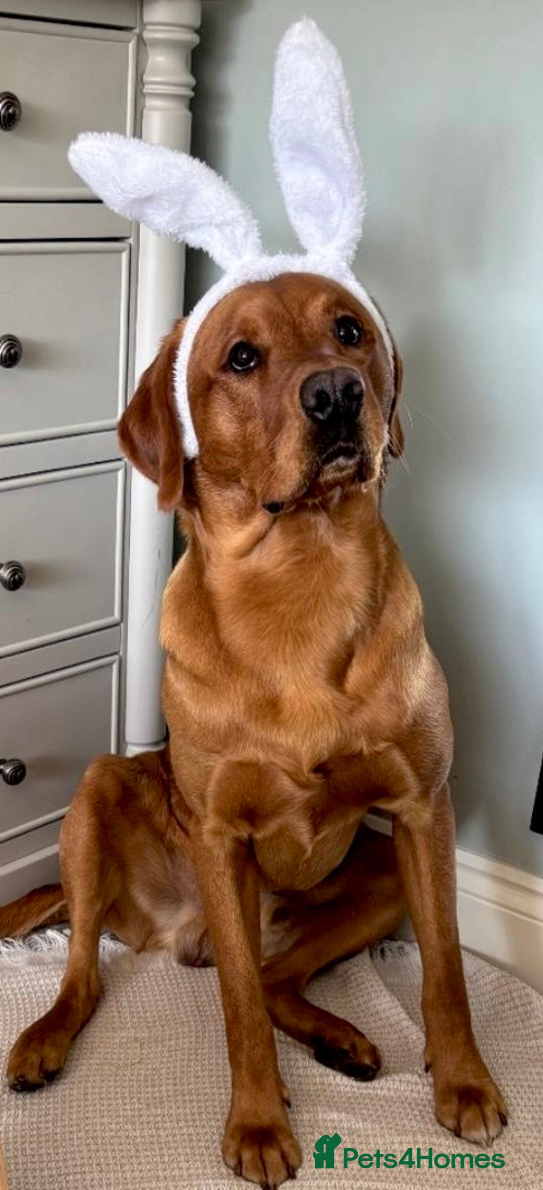 Labrador Retriever dogs for sale: Sykehead are expecting Fox Red lab pups  - Image 7