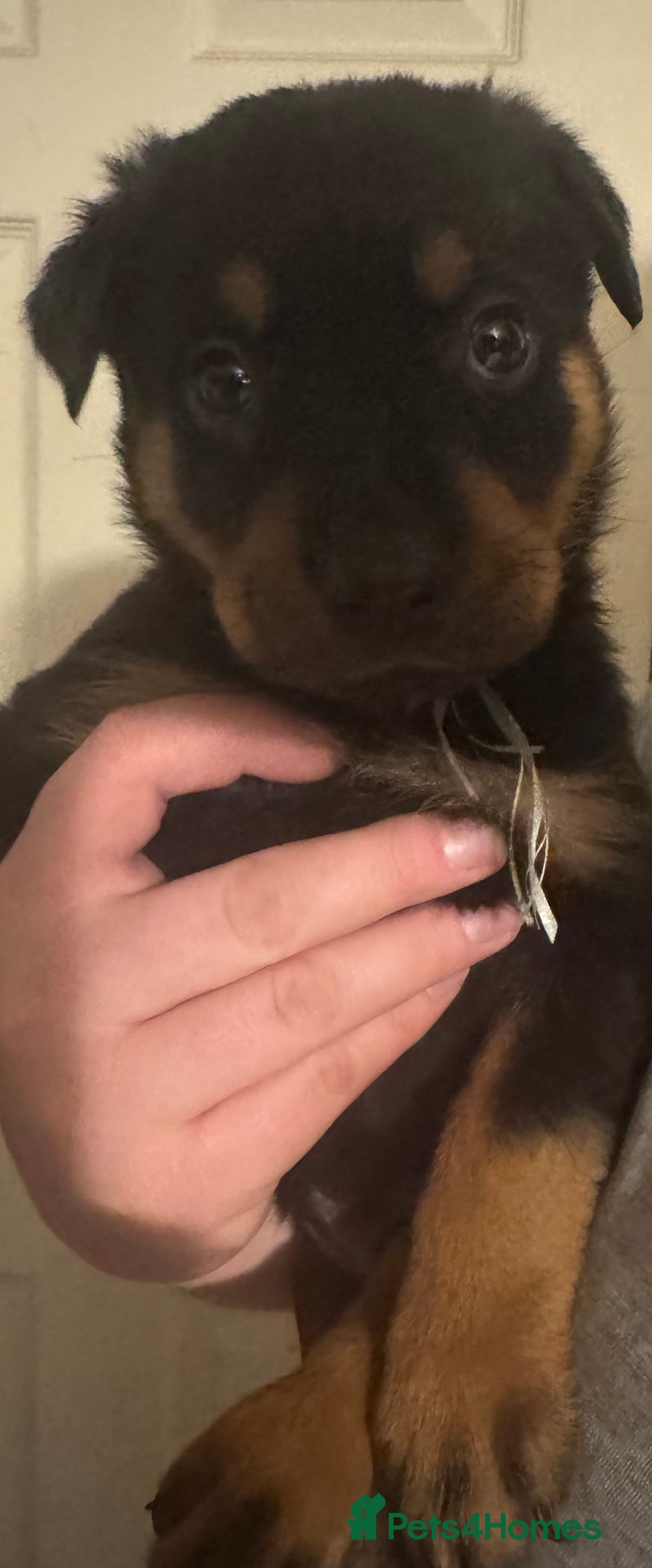 Rottweiler dogs for sale: 7 Rottweiler puppies available to loving homes - Advert 15