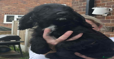 Cockapoo dogs - Advert 11