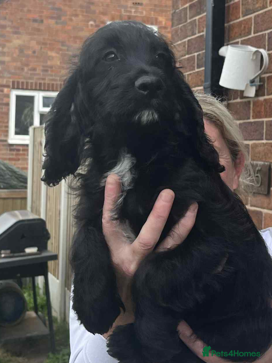 Cockapoo dogs for sale: Cockerpoo x for sale - Image 5