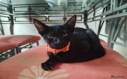 Mixed Breed cats for sale: Kittens  - Image 6