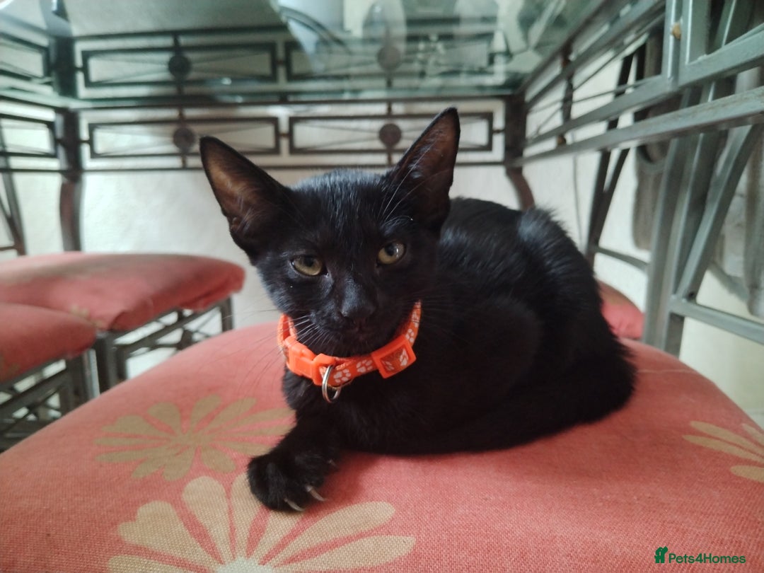 Mixed Breed cats for sale: Kittens  - Image 6