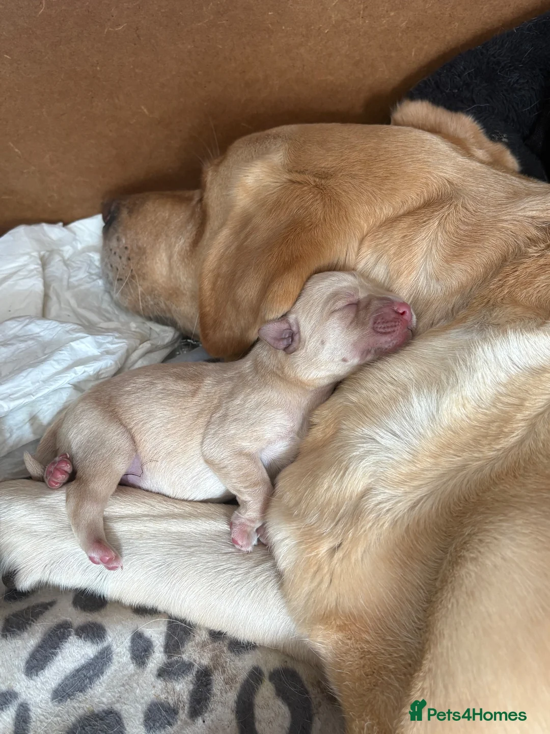 Labrador Retriever dogs for sale: 6 Gorgeous KC Labrador Pups  - Advert 2