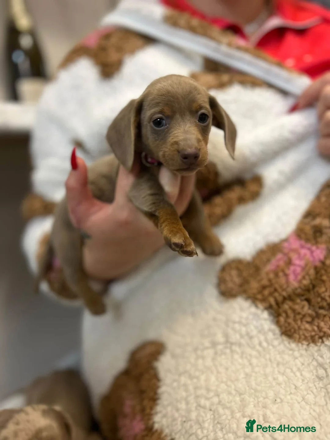 Miniature Dachshund dogs for sale: True miniature Daschound  - Advert 2