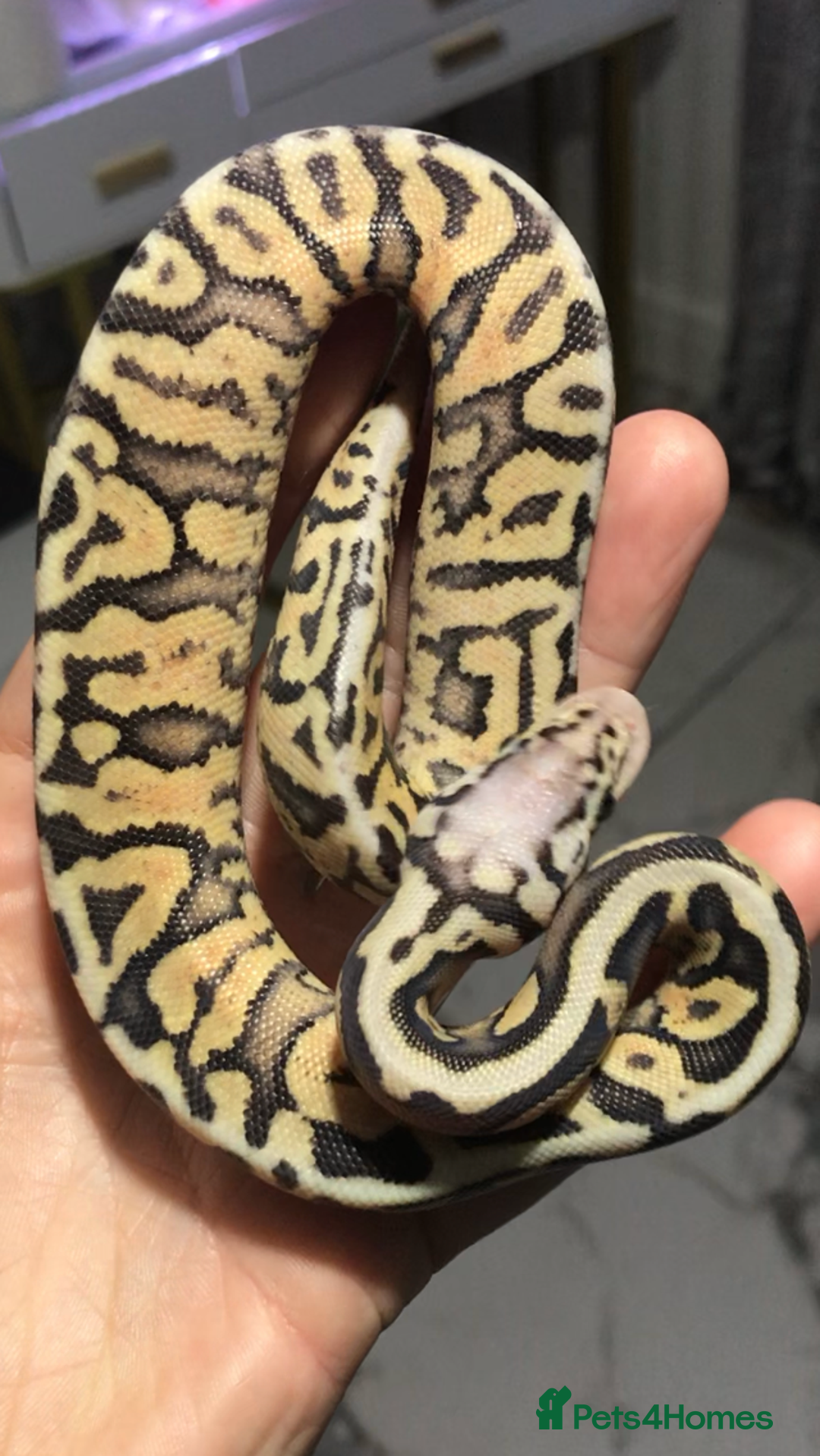 Python Snake reptiles for sale: Ball pythons both sexes  in Peterlee - Image 11