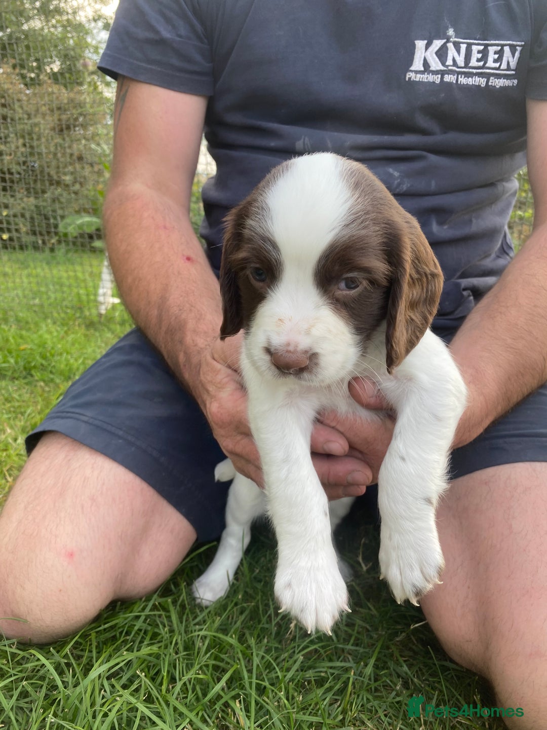 English Springer Spaniel dogs for sale: Exceptional Working & Trialing Lines  - Image 14