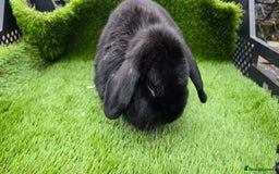 Mini Lop rabbits for sale: Mini lop x 3 males - Image 3