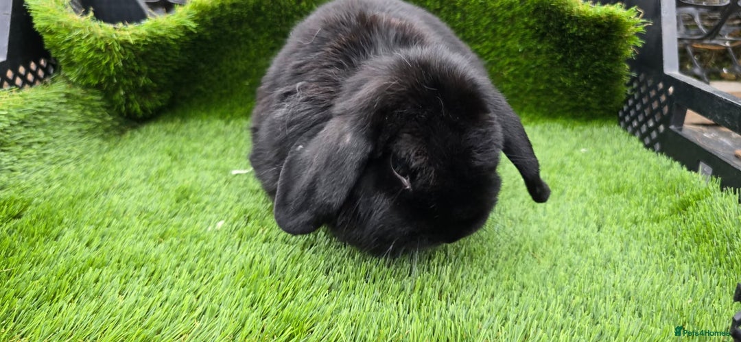 Mini Lop rabbits for sale: Mini lop x 3 males - Image 3