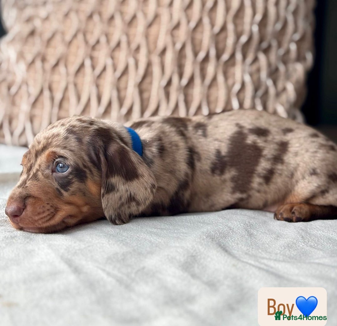 Miniature Dachshund dogs for sale: For Sale Adorable Miniature Dachshund puppies - Advert 14