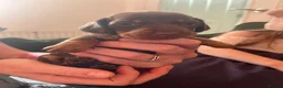 Dachshund dogs for sale: Beautiful dachshund puppies  - Advert 2