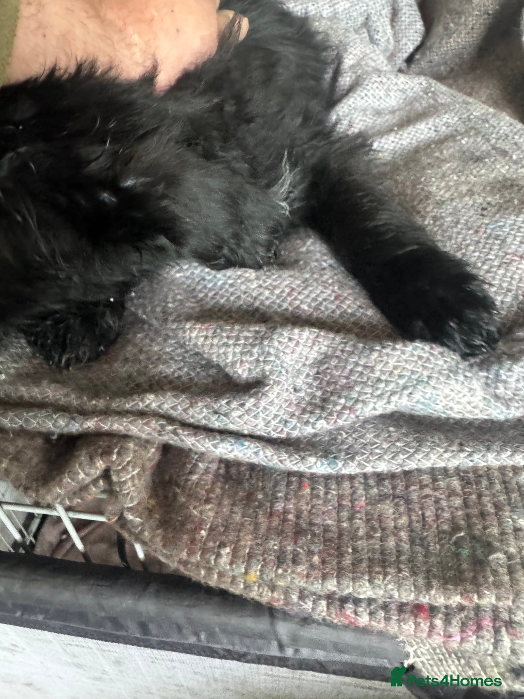Bordoodle dogs for sale: Bordoodle  - Image 19