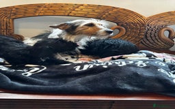 Jackapoo dogs for sale: outstanding jackapoo puppies  - Image 4