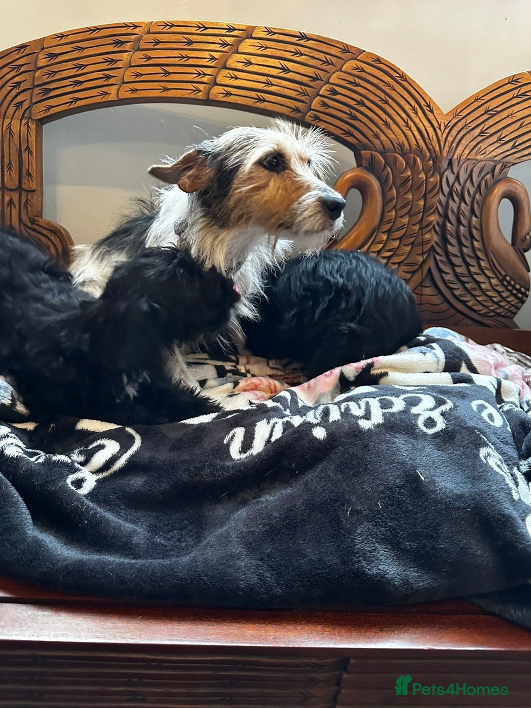 Jackapoo dogs for sale: outstanding jackapoo puppies  - Image 4