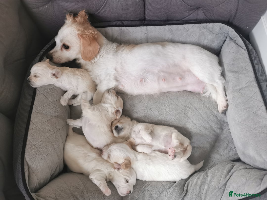 Mixed Breed dogs for sale: Bichon Frisee/Maltese.  - Advert 6