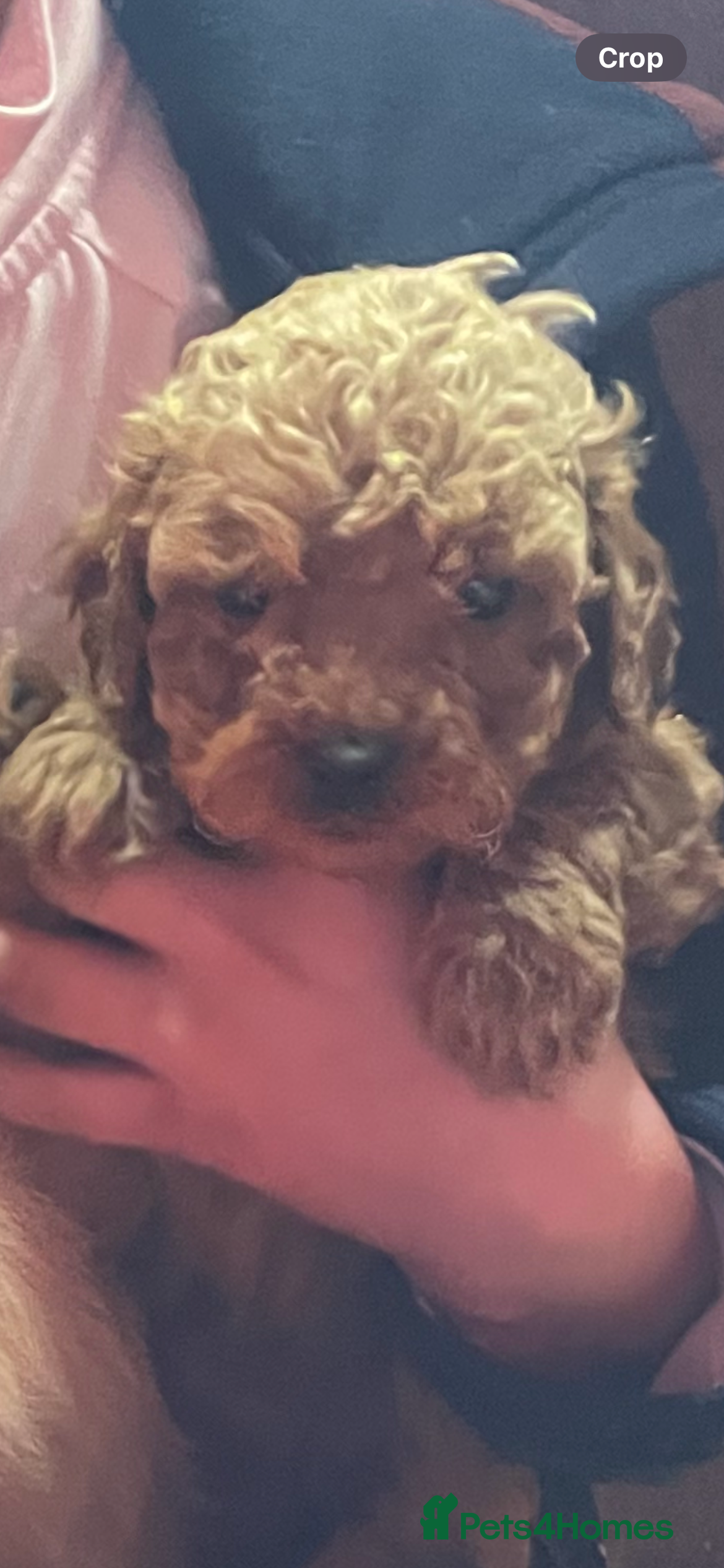 Cockapoo dogs COCKAPOO PUPS  - Advert 1