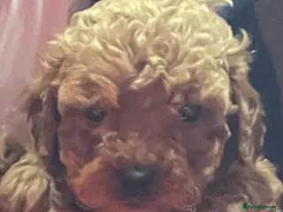 Cockapoo dogs COCKAPOO PUPS - Advert 1