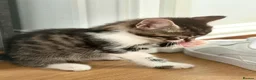 Mixed Breed cats for sale: 6 wonderful kittens  - Advert 8