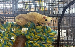 Sugar Glider rodents for sale: Lots of stunning sugar gliders  - Image 7