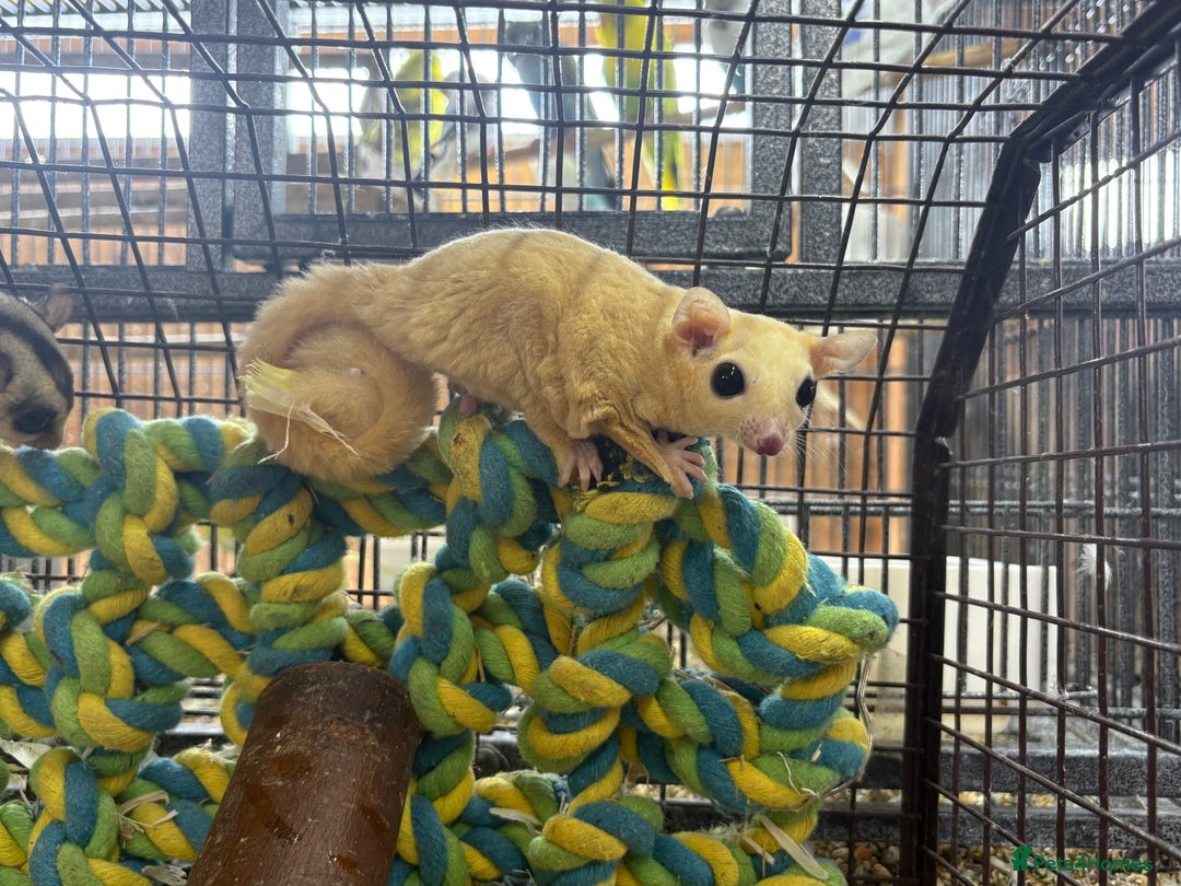 Sugar Glider rodents for sale: Lots of stunning sugar gliders  - Image 7