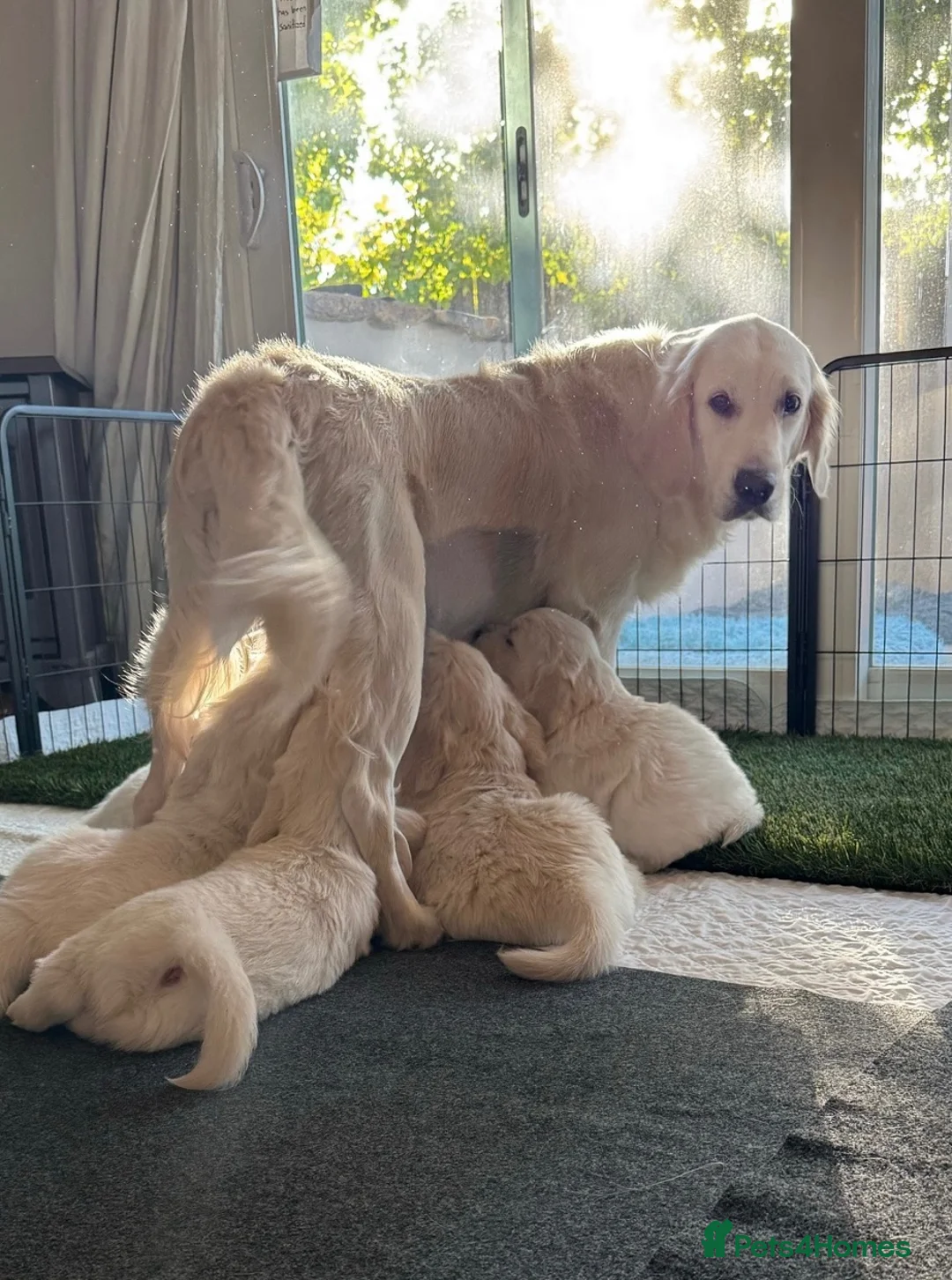 Golden Retriever dogs for sale: Golden Retreiver puppy’s in Chichester - Advert 2