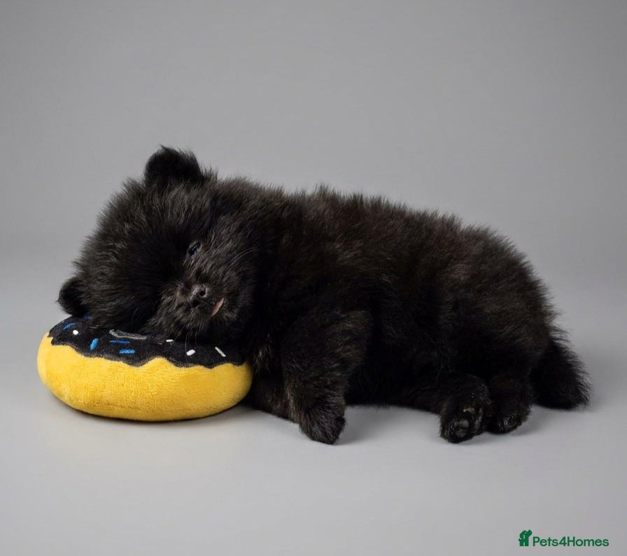 Pomeranian dogs for sale: Mini pomeranian puppies excel Russian bloodlines - Advert 14