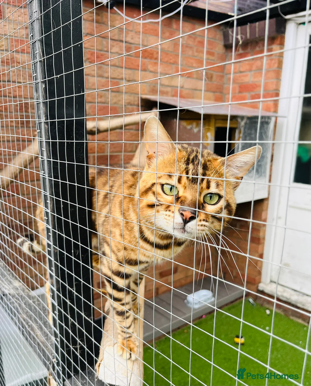 Bengal cats for stud: Adorable pure Bengal boy❤️ for stud in Purfleet - Advert 7