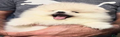Pomeranian 2