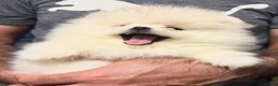 Pomeranian dogs for sale: Beautiful White/Cream Pomeranian Puppies - Advert 9