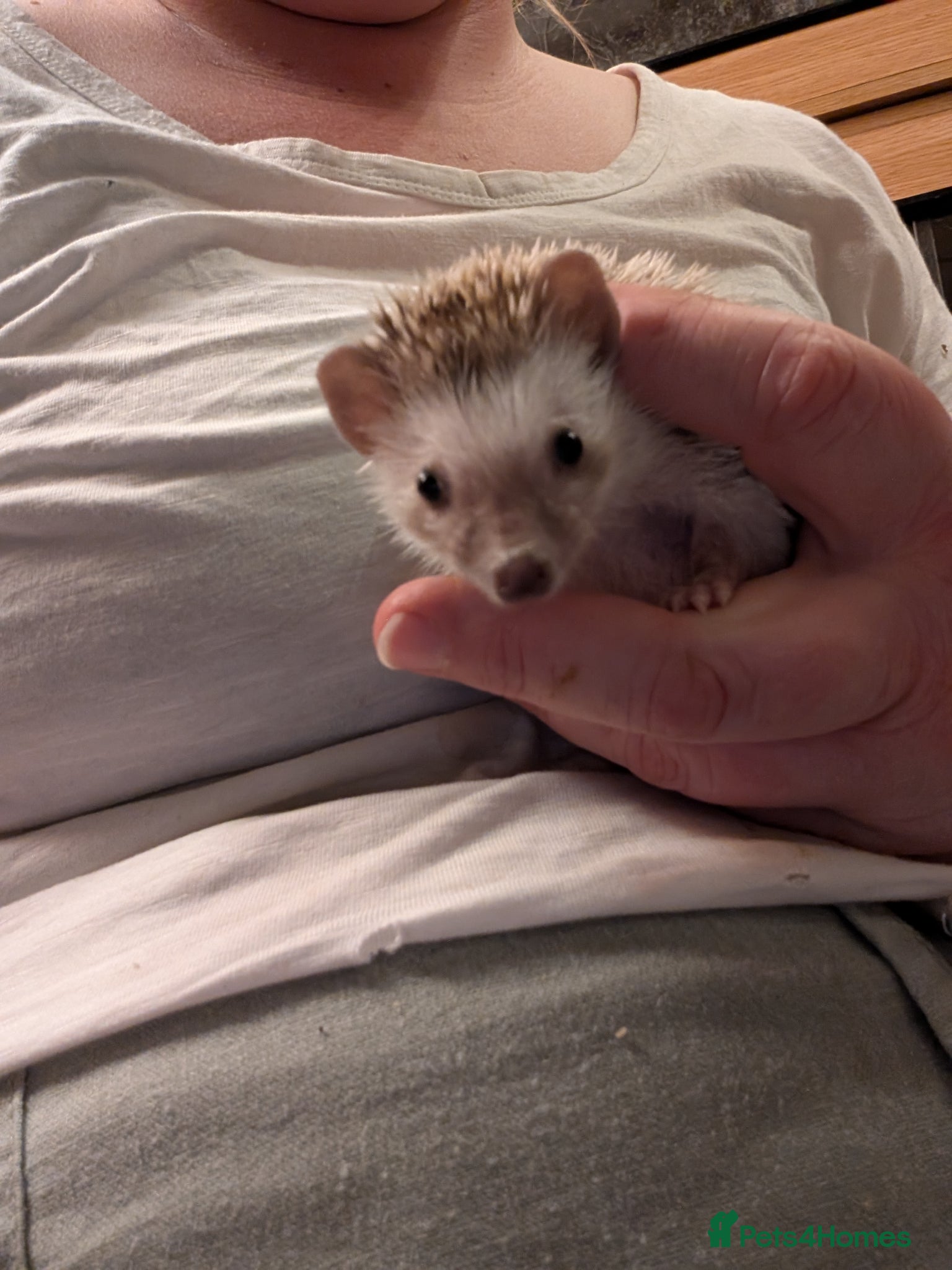 Pygmy Hedgehog rodents African pygmy hedgehog  - Advert 13