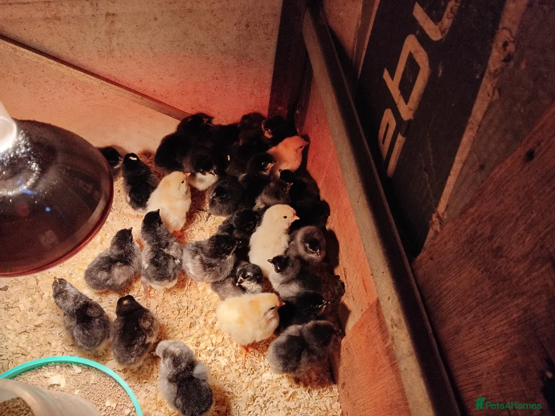 Chickens poultry for sale: Chicks - Advert 2