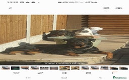 Rottweiler dogs for sale: Kc reg full German champion rottweiler puppies   - Image 25