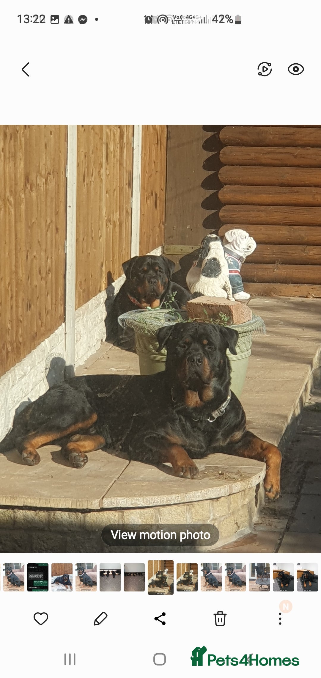 Rottweiler dogs for sale: Kc reg full German champion rottweiler puppies   - Image 25
