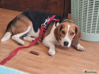 Beagle dogs - Advert 5