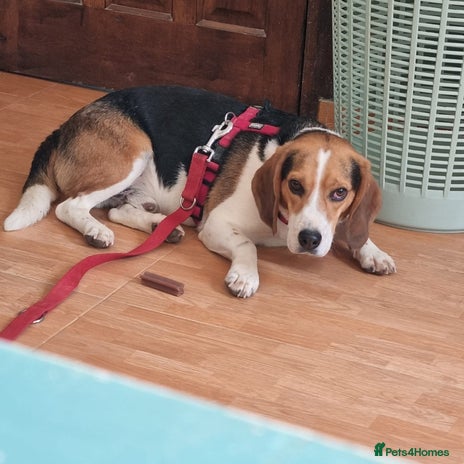 Beagle dogs - Advert 1