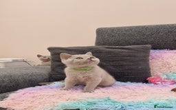 British Shorthair cats for sale: British Shorthair Lilac kittens  - Image 28