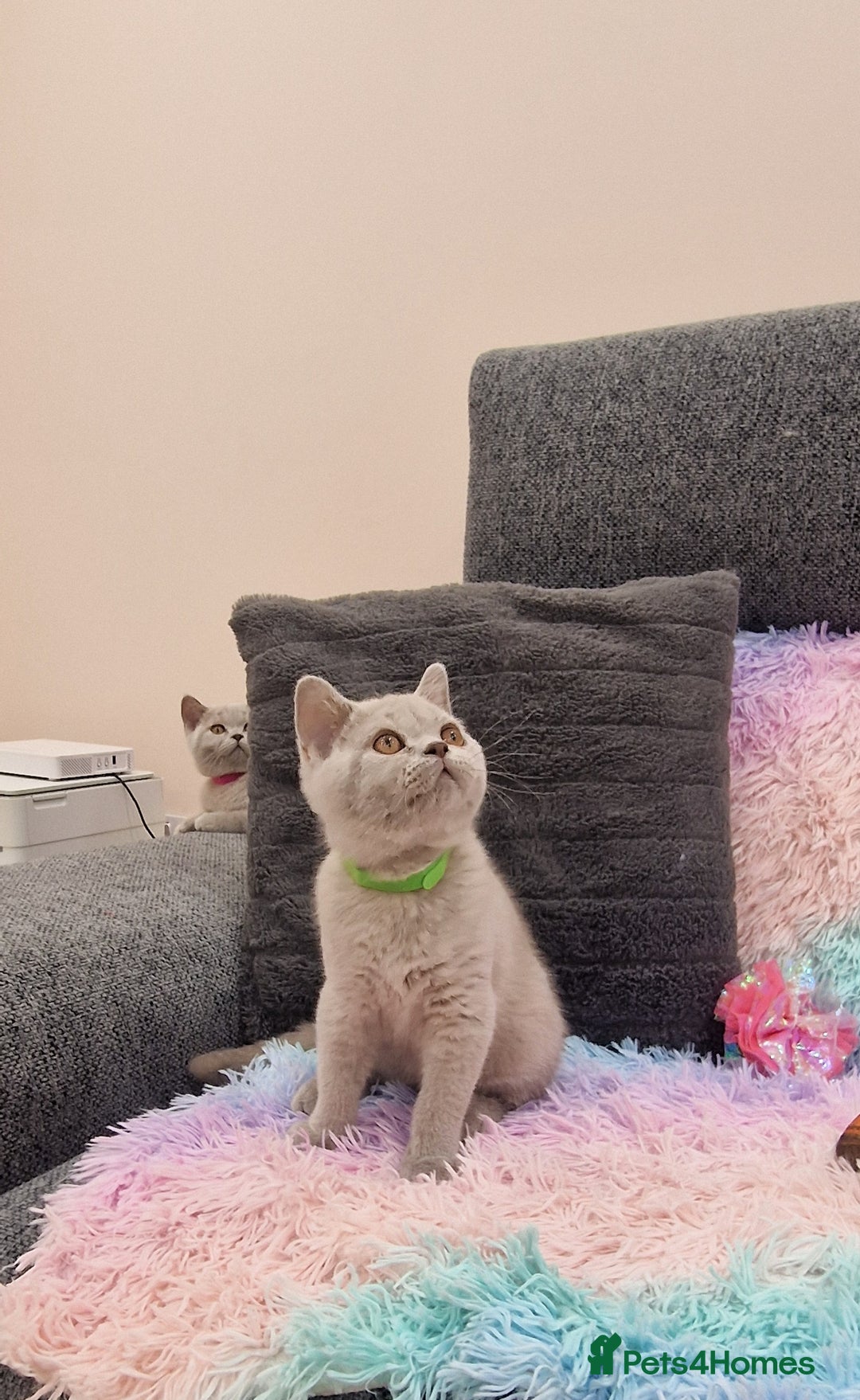British Shorthair cats for sale: British Shorthair Lilac kittens  - Image 28