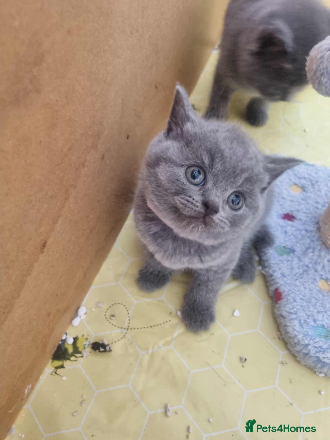 British Shorthair cats for sale: 🐾Beautiful British Shorthair Kittens 🐾 - Image 8