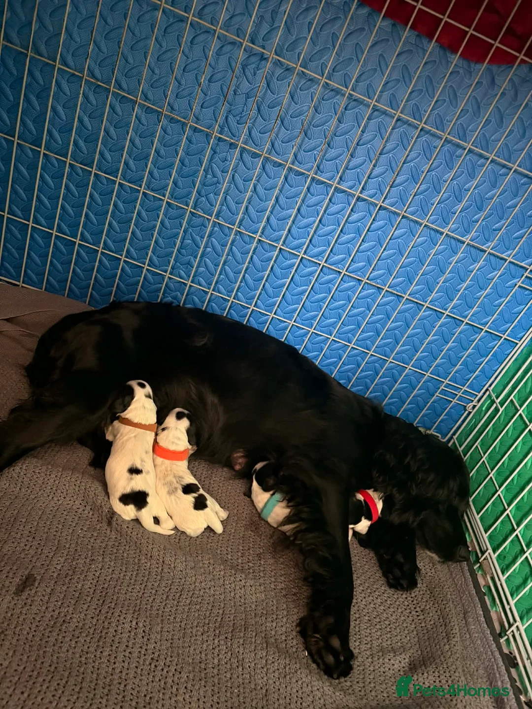 Cocker Spaniel dogs for sale: Working cocker spaniel puppies  - Advert 1