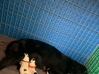 Cocker Spaniel dogs Working cocker spaniel puppies - Advert 2