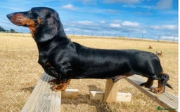Dachshund dogs for stud: Kc registered standard smooth stud  in Newton Abbot - Image 14