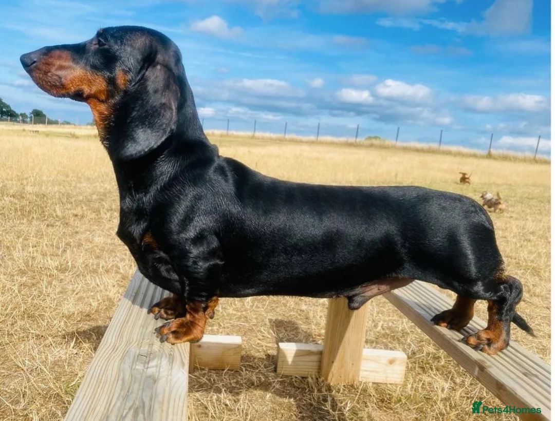 Dachshund dogs for stud: Kc registered standard smooth  in Newton Abbot - Advert 14