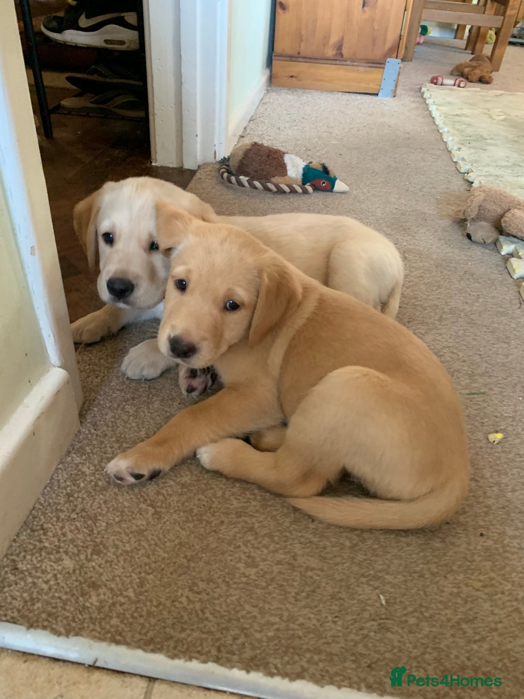 Goldador dogs for sale:  3 Very cute goldador female puppies  - Advert 1