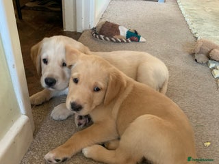 Goldador dogs 3 Very cute goldador female puppies - Advert 1